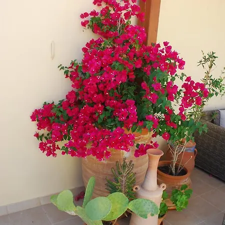 Aposperitis * Panormos (Crete)